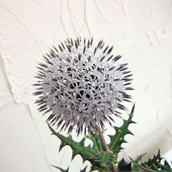 [送料無料]エキノプス（ルリタマアザミ）：アークティックグロー 3.5号ポット 12株セット