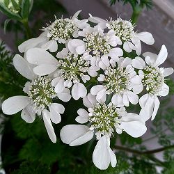 [送料無料]オルレア（オルレイヤ）:ホワイトレース3-3.5号ポット 12株セット