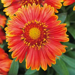 [送料無料]ガイラルディア：スピントップ イエロータッチ3.5号ポット 12株セット