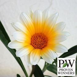 [送料無料]ガザニア：カナリアスマイル3号ポット 12株セット