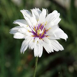 [送料無料]カタナンケ：ケルレア・アモールアルバ（ホワイト）3.5号ポット 12株セット