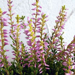 [送料無料]（わけあり特価）カルーナ：ガーデンガールズ・ピンク系3号ポット 12株セット