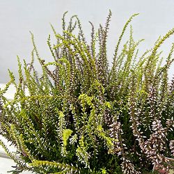 [送料無料]（わけあり特価）カルーナ：ガーデンガールズ・ライトピンク系3号ポット 12株セット