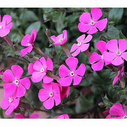 [送料無料]サポナリア オキモイデス3-3.5号ポット 12株セット