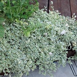 [送料無料]シレネ：ユニフローラ・バリエガータ2.5-3号ポット 12株セット