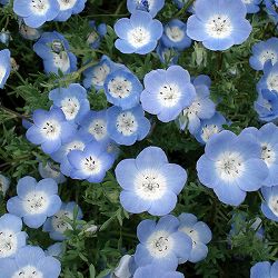 [送料無料]ネモフィラ：インシグニスブルー（青花）3-3.5号ポット 12株セット