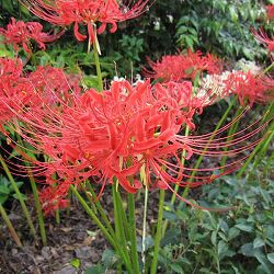 [送料無料]ヒガンバナ（彼岸花・リコリス　ラジアータ）：赤3.5号ポット 12株セット