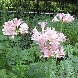 [送料無料]ヒガンバナ（彼岸花・リコリス）：桃花（スプレンゲリ）3.5号ポット 12株セット