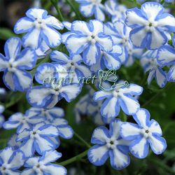 [送料無料]ブルンネラ：スターリーアイズ 3.5号ポット（メリクロン苗） 12株セット