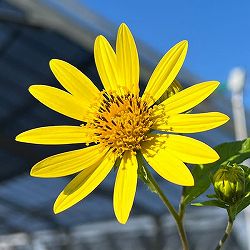 [送料無料]ヘリアンサス：レモンクイーン3号ポット 12株セット