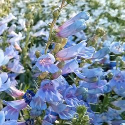 [送料無料]ペンステモン：エレクトリックブルー 3.5号ポット 12株セット