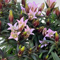 [送料無料]リンドウ：セシルピンク3号ポット 12株セット