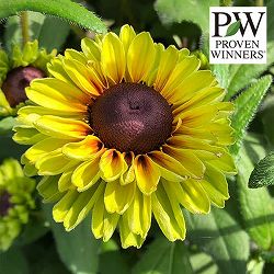 [送料無料]ルドベキア：アーバンサファリ　フォレストグリーン11cmポット 12株セット