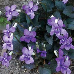 [送料無料]宿根ビオラ ラブラドリカ 3.5号ポット 12株セット