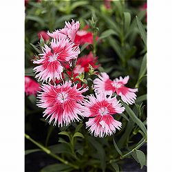 [送料無料]ダイアンサス：スープラ・スカーレットピコティ3.5号ポット 12株セット