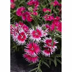 [送料無料]ダイアンサス：スープラ・チェリーピコティ3.5号ポット 12株セット