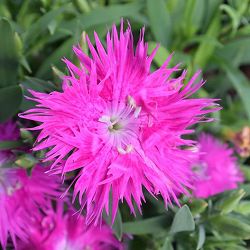 [送料無料]ダイアンサス：スープラ・パープル3.5号ポット 12株セット