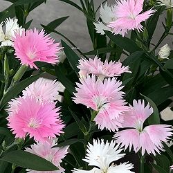 [送料無料]ダイアンサス：スープラ・ピンク3.5号ポット 12株セット