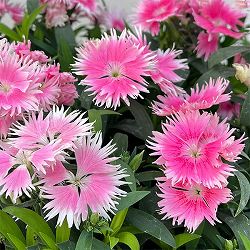 [送料無料]ダイアンサス：スープラ・ピンクピコティ3.5号ポット 12株セット