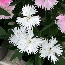 [送料無料]ダイアンサス：スープラ・ホワイト3.5号ポット 12株セット