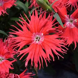 [送料無料]ダイアンサス：スープラ・レッド3.5号ポット 12株セット