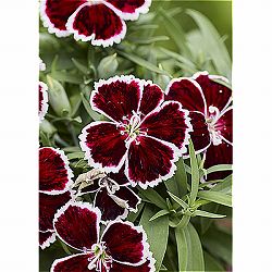 [送料無料]ダイアンサス：ダイアナ　クリムソンバイカラー3.5号ポット 12株セット