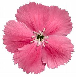 [送料無料]ダイアンサス：ダイアナ　ピンク3.5号ポット 12株セット