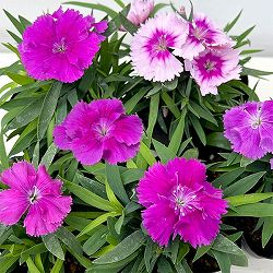 [送料無料]ダイアンサス：ダイアナ　ブルーベリー3.5号ポット 12株セット