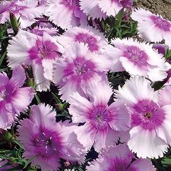 [送料無料]ダイアンサス：ダイアナ　ラベンダーピコティー3.5号ポット 12株セット