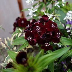 [送料無料]ダイアンサス：ブラックアダー3.5号ポット 12株セット