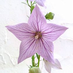 [送料無料]おもてなしキキョウ(桔梗）：一重系あずき3号ポット（高性） 12株セット