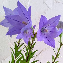 [送料無料]おもてなしキキョウ(桔梗）：一重系パープル3号ポット（高性） 12株セット