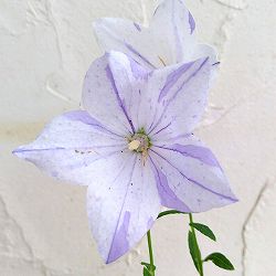 [送料無料]おもてなしキキョウ(桔梗）：一重系絞り紫3号ポット（高性） 12株セット