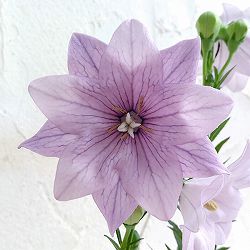 [送料無料]おもてなしキキョウ(桔梗）：二重系あずき3号ポット（高性） 12株セット