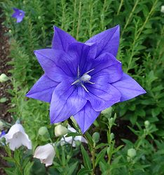 [送料無料]おもてなしキキョウ(桔梗）：二重系パープル3号ポット（高性） 12株セット