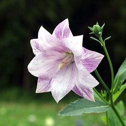 [送料無料]おもてなしキキョウ(桔梗）：二重系絞り紅花3号ポット（高性） 12株セット