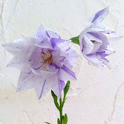 [送料無料]おもてなしキキョウ(桔梗）：二重系絞り紫3号ポット（高性） 12株セット