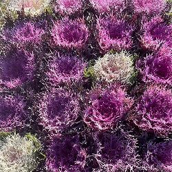 [送料無料]ハボタン：ちりり3号ポット 12株セット