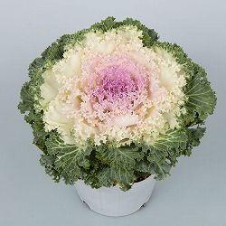 [送料無料]ハボタン：ドレス ピンクバイカラー3.5号ポット 12株セット