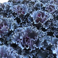 [送料無料]ハボタン：パニエ2.5号ロングポット 12株セット