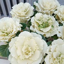 [送料無料]ハボタン：フレアホワイト2.5号ロングポット 12株セット