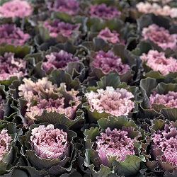 [送料無料]ハボタン：フレスコ　グラッフィート3号ポット 12株セット