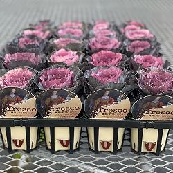 [送料無料]ハボタン：フレスコ　ロマネフリル3号ポット 12株セット