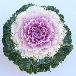 [送料無料]ハボタン：ローブ ピンクバイカラー3.5号ポット 12株セット