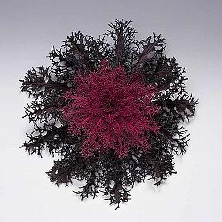 [送料無料]ハボタン：紅くじゃく3.5号ポット 12株セット