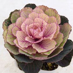 [送料無料]ハボタン：百恵（ももえ）2.5号ロングポット 12株セット