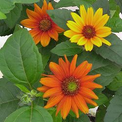 [送料無料]ヘリオプシス：ブリーディングハーツ3号ポット 12株セット