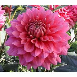 [26年3月中下旬予約]ダリアの球根：（中輪）アリア1球