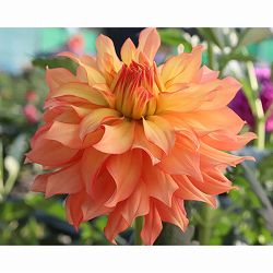 [26年3月中下旬予約]ダリアの球根：（中輪）陽翼（ひよく）1球