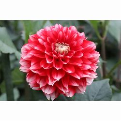 [26年3月中下旬予約]ダリアの球根：（中小輪）心絵（こころえ）1球